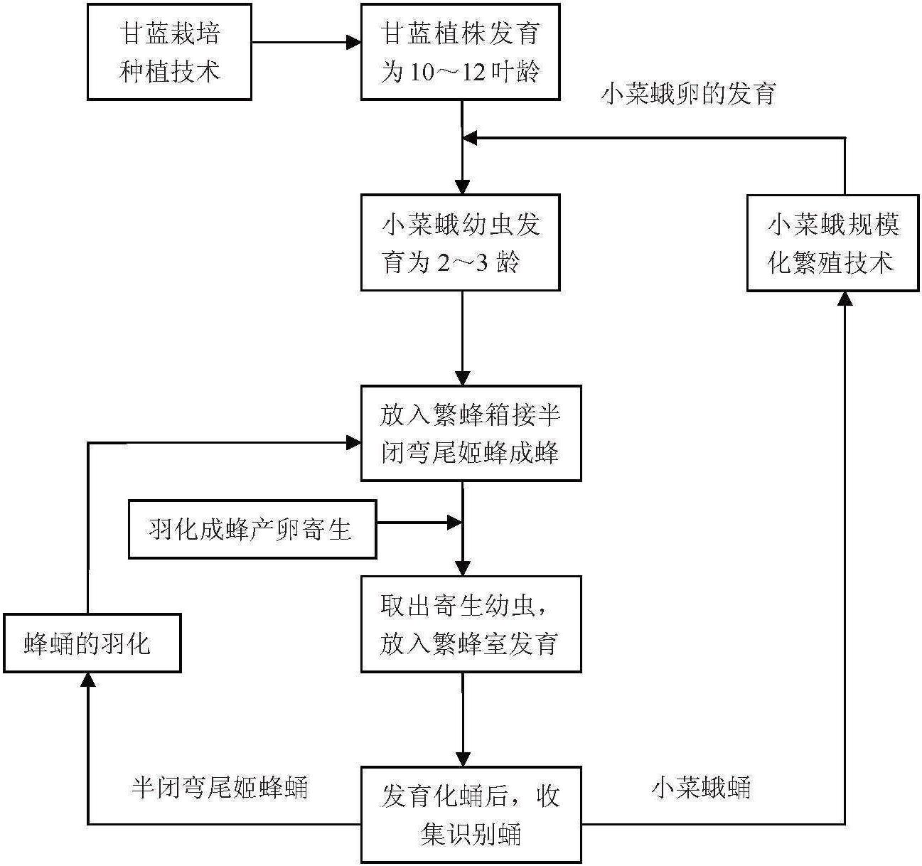 (四)半閉彎尾姬蜂擴(kuò)繁技術(shù)流程